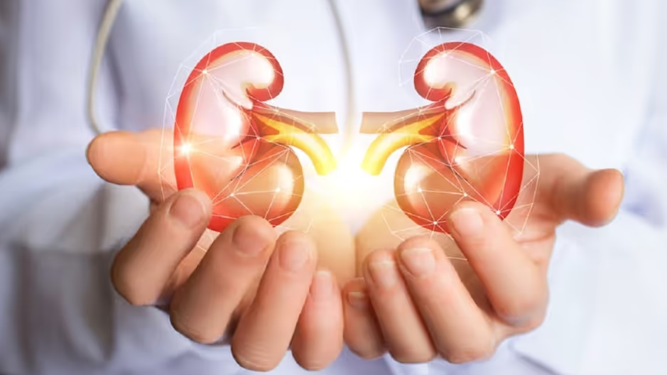 Summer Kidney Care: গরমে কিডনিতে চাপ পড়ে, কীভাবে রক্ষা করবেন